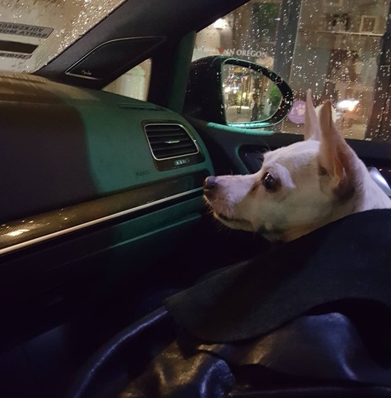 Meet your Posher, Juliet - Picture 1 of 1